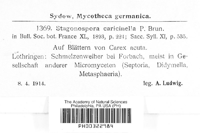 Stagonospora caricinella image