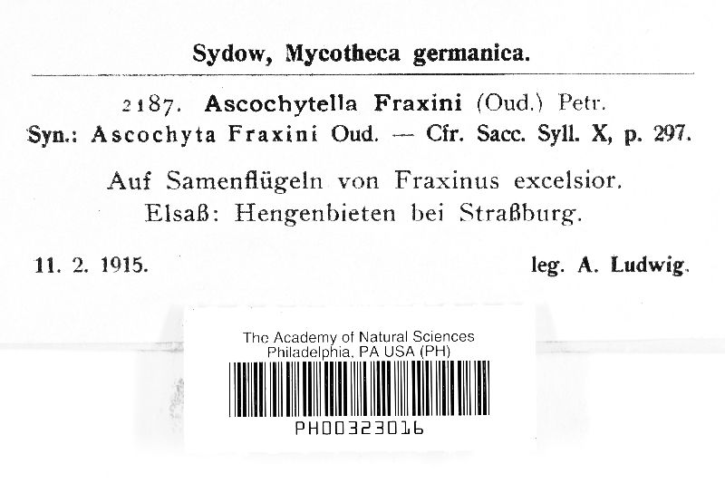 Ascochytella fraxini image