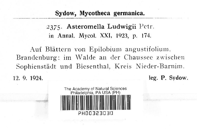 Asteromella ludwigii image