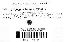 Discosia artocreas image
