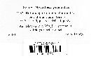 Entomosporium maculatum var. domesticum image