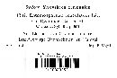 Entomosporium maculatum var. cydoniae image
