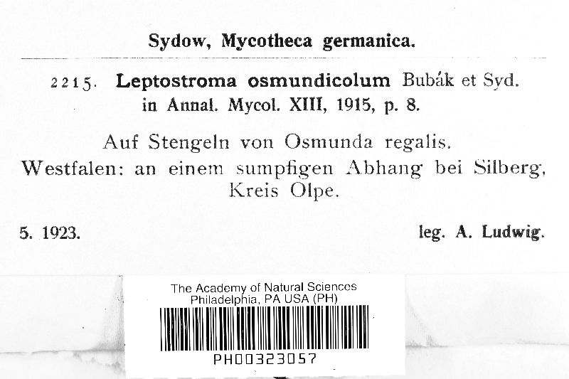 Leptostroma osmundicolum image