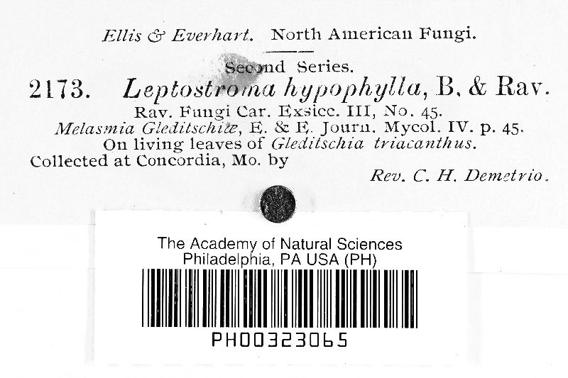 Leptostroma hypophylla image