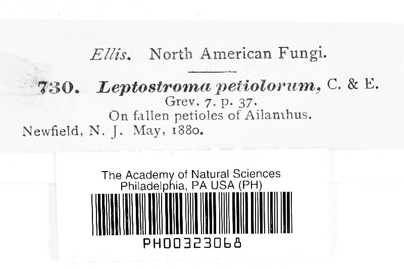 Leptostroma petiolorum image