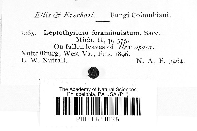 Leptothyrium foraminulatum image