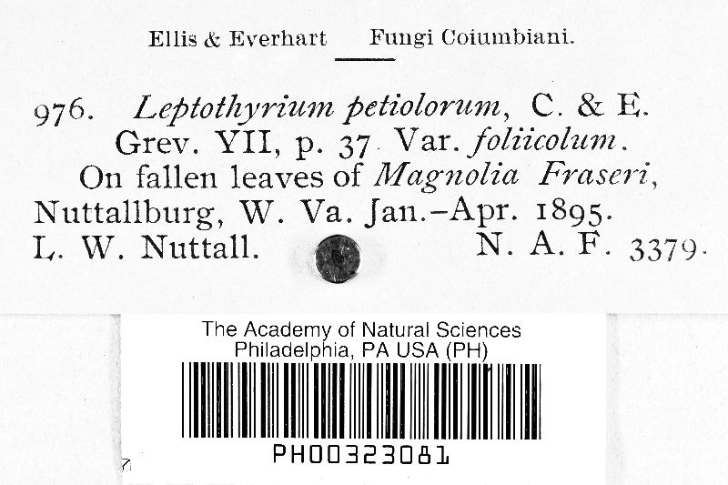 Leptothyrium petiolorum image