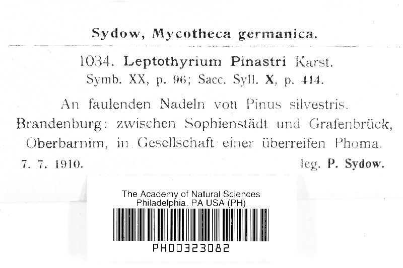 Leptothyrium pinastri image