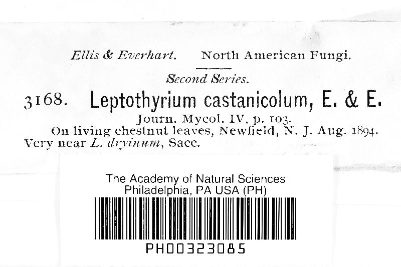 Leptothyrium castanicola image