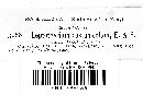 Leptothyrium castanicola image