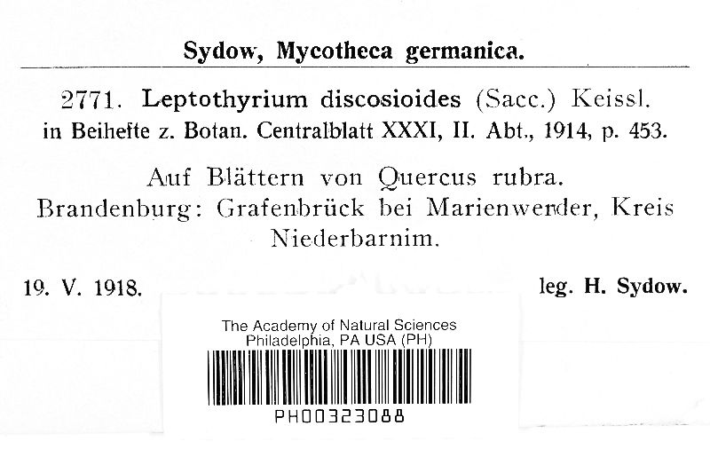 Leptothyrium discosioides image