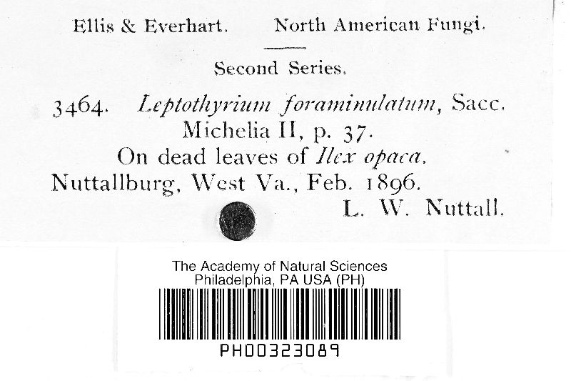 Leptothyrium foraminulatum image