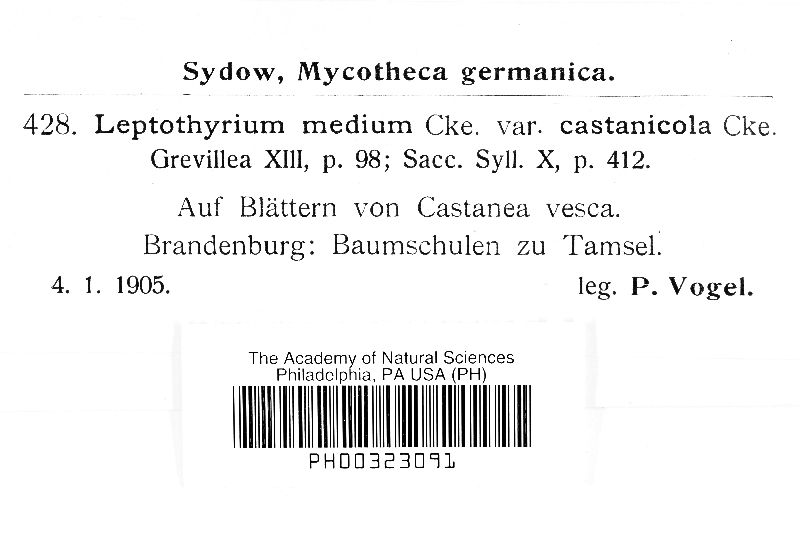 Leptothyrium medium var. castanicola image