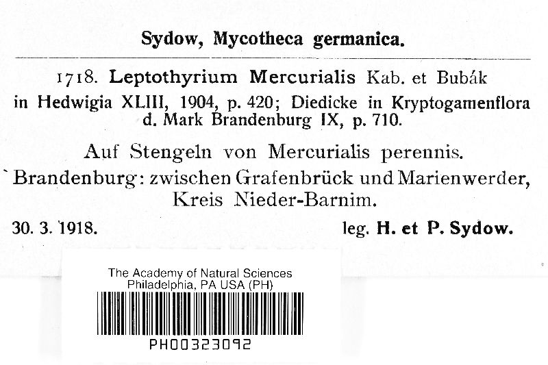 Leptothyrium mercurialis image