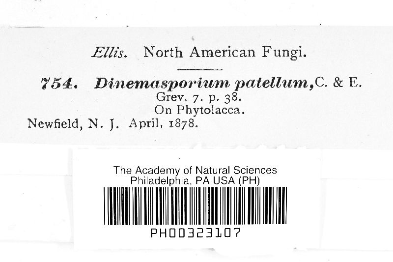 Dinemasporium patella image