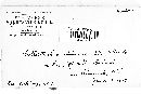 Colletotrichum dematium image