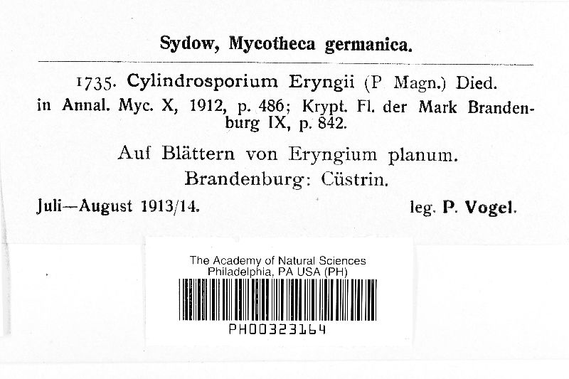 Cylindrosporium image