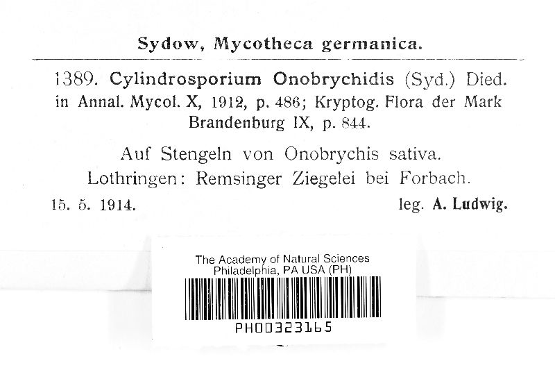 Cylindrosporium onobrychidis image