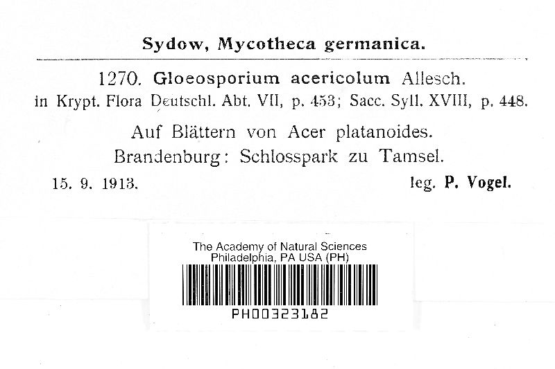 Gloeosporium acericola image