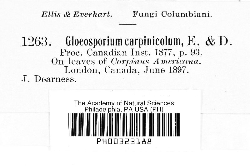 Gloeosporium carpinicola image
