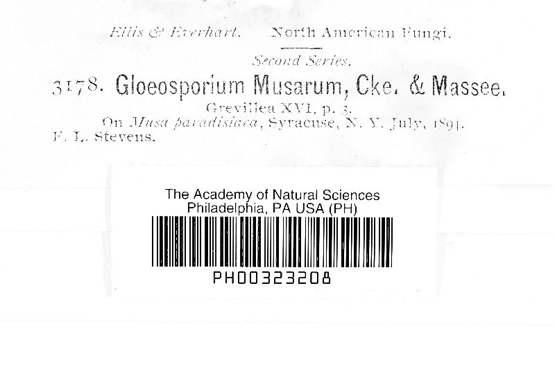 Gloeosporium musarum image