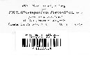 Diplocarpon earlianum image