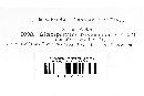 Gloeosporium toxicodendri image