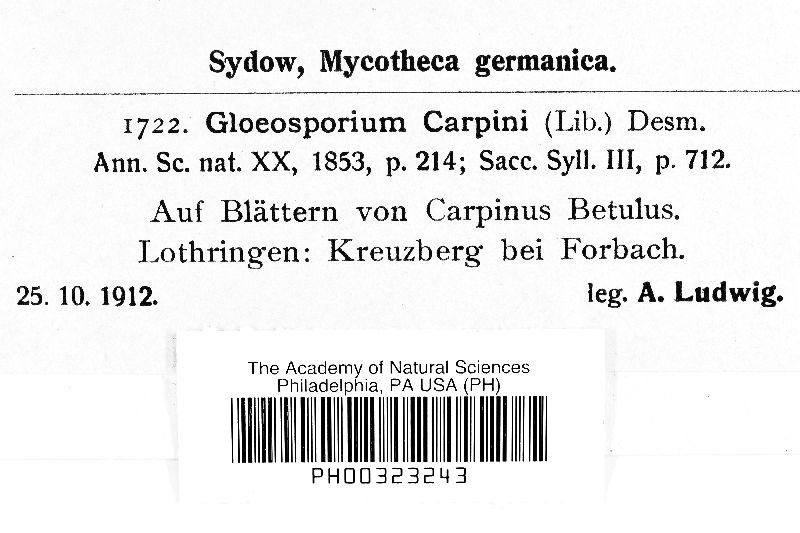 Gnomonia fimbriata image