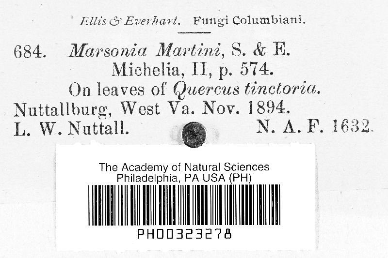 Marssonia martini image