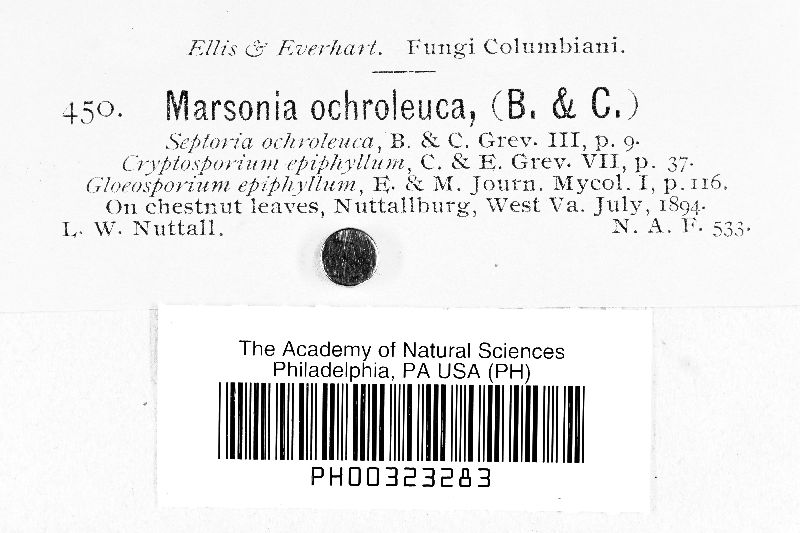 Marssonia ochroleuca image