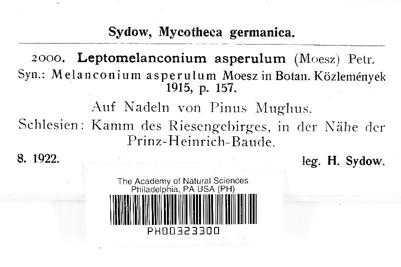 Melanconium asperulum image