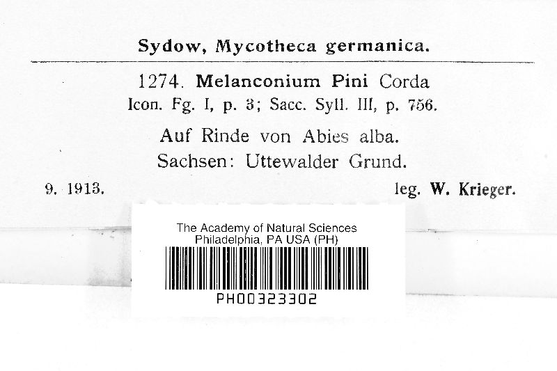 Endomelanconium pini image