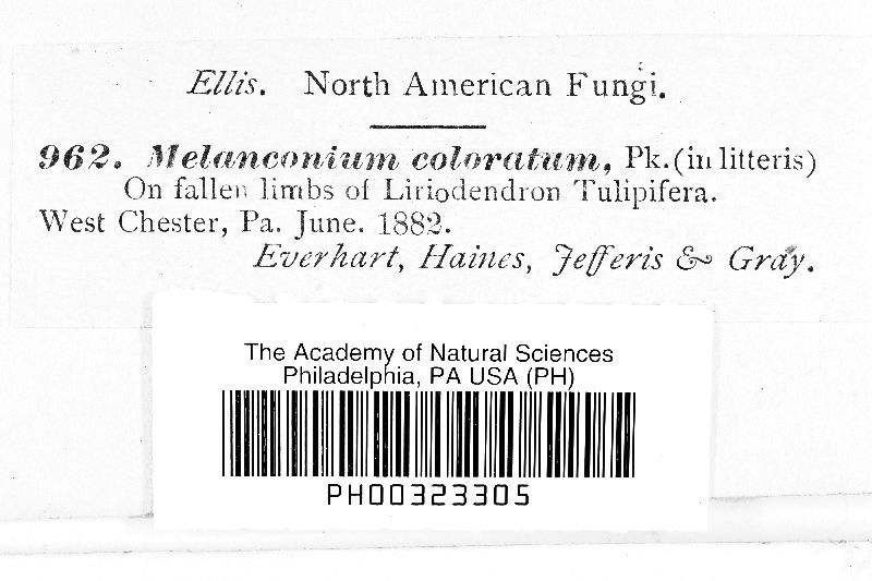 Melanconium coloratum image