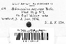 Melanconium magnum image