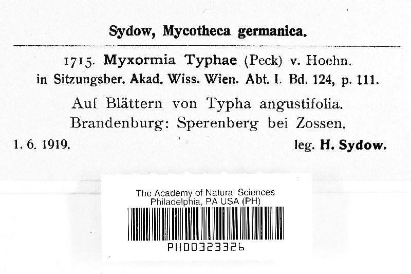 Hymenopsis typhae image
