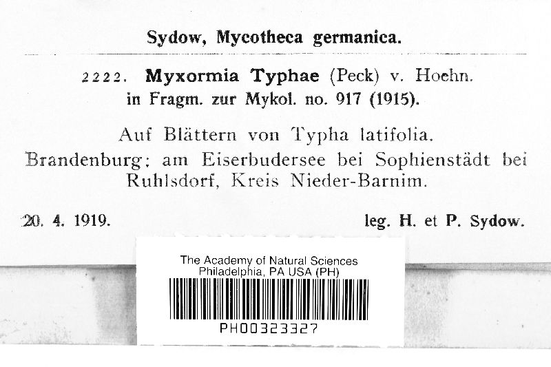 Hymenopsis typhae image