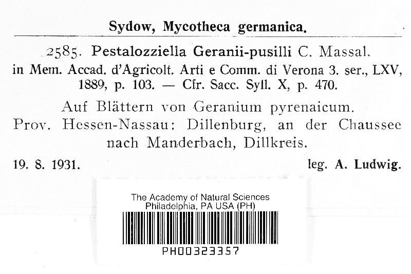 Pestalozziella geranii-pusilli image