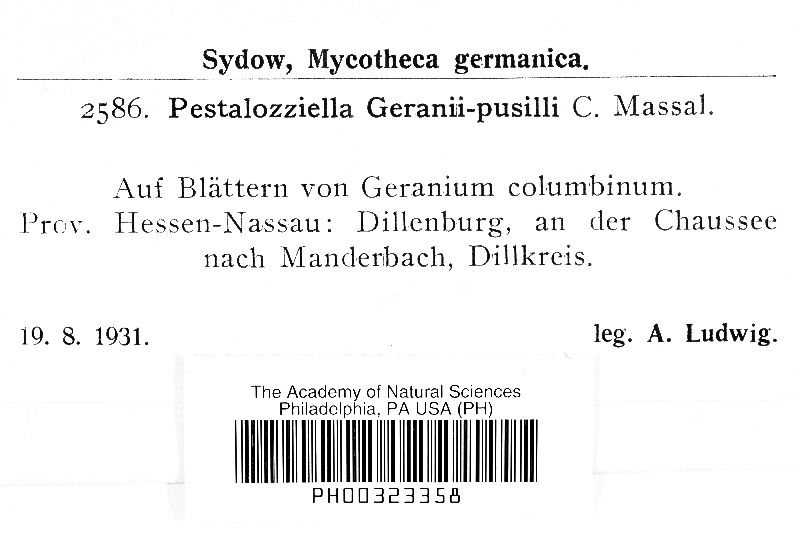 Pestalozziella geranii-pusilli image