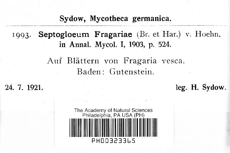 Stagonospora fragariae image