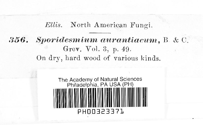 Sporidesmium aurantiacum image