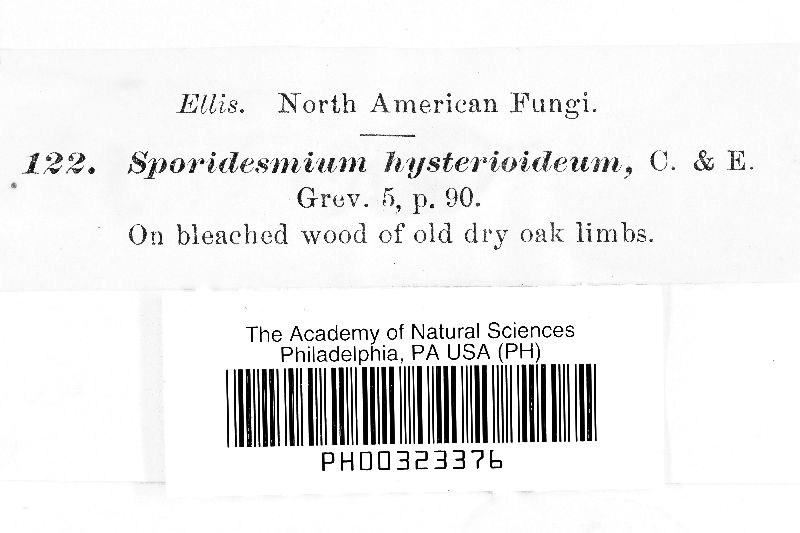Sporidesmium hysterioideum image