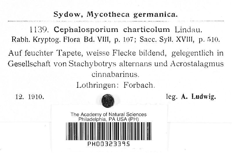 Acremonium charticola image