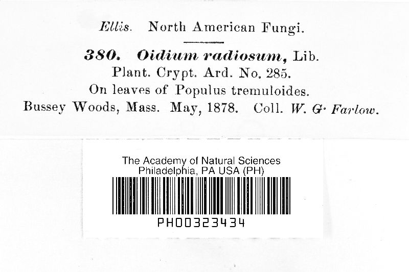 Oidium radiosum image