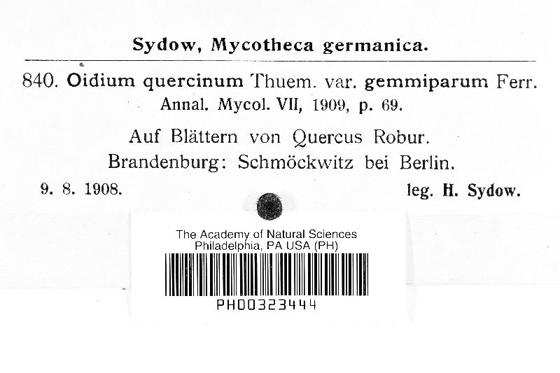 Oidium quercinum var. gemmiparum image