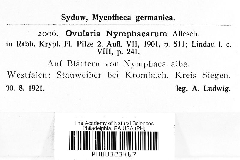 Ovularia nymphaearum image