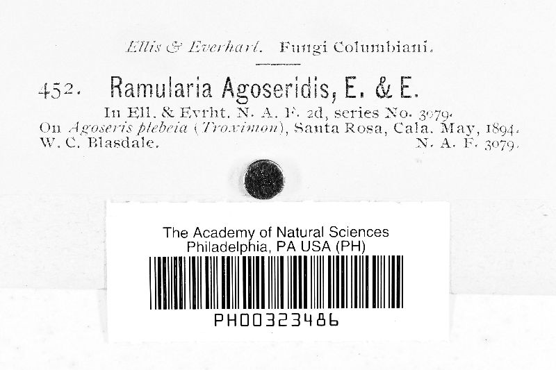 Ramularia agoseridis image