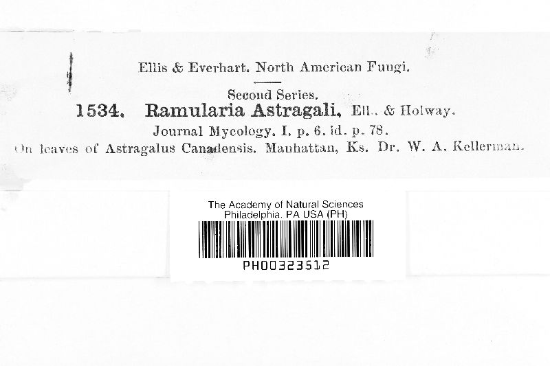 Ramularia astragali image