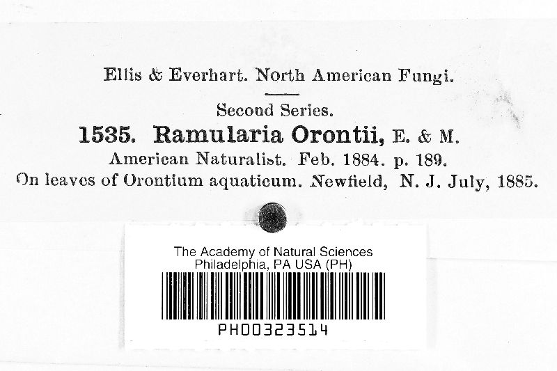 Ramularia orontii image