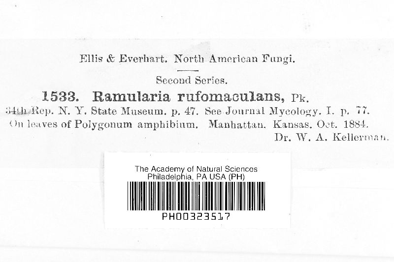 Ramularia rufomaculans image
