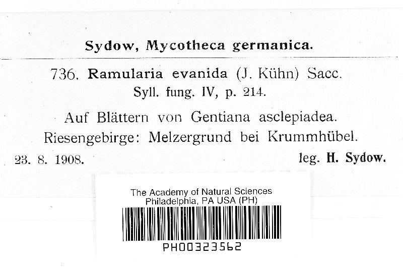 Ramularia evanida image